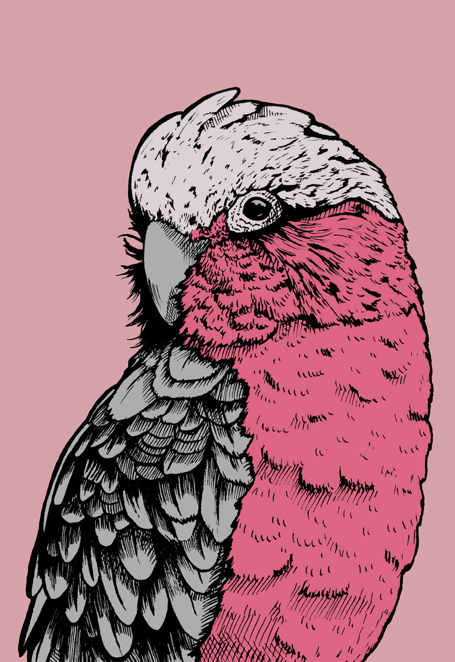 illustration cockatoo by moy-a illustration and graphic design