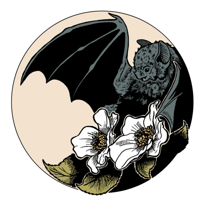 illustration bat by moy-a illustration and graphic design